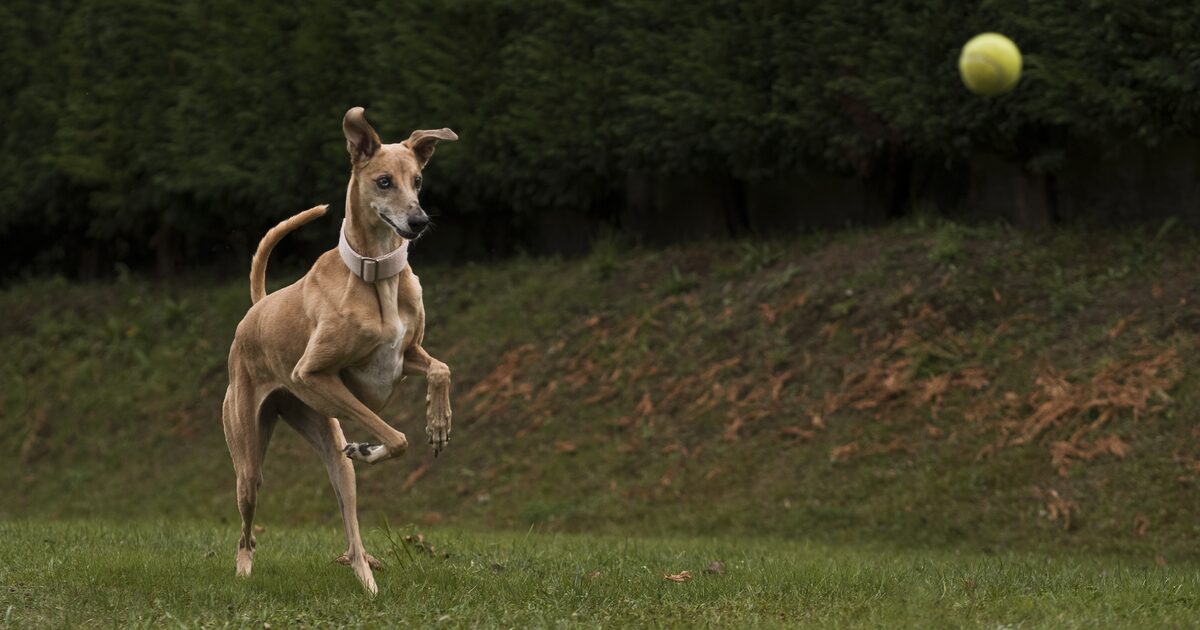 A tan dog mid-leap on a lawn, looking away from a tennis ball in the air behind it