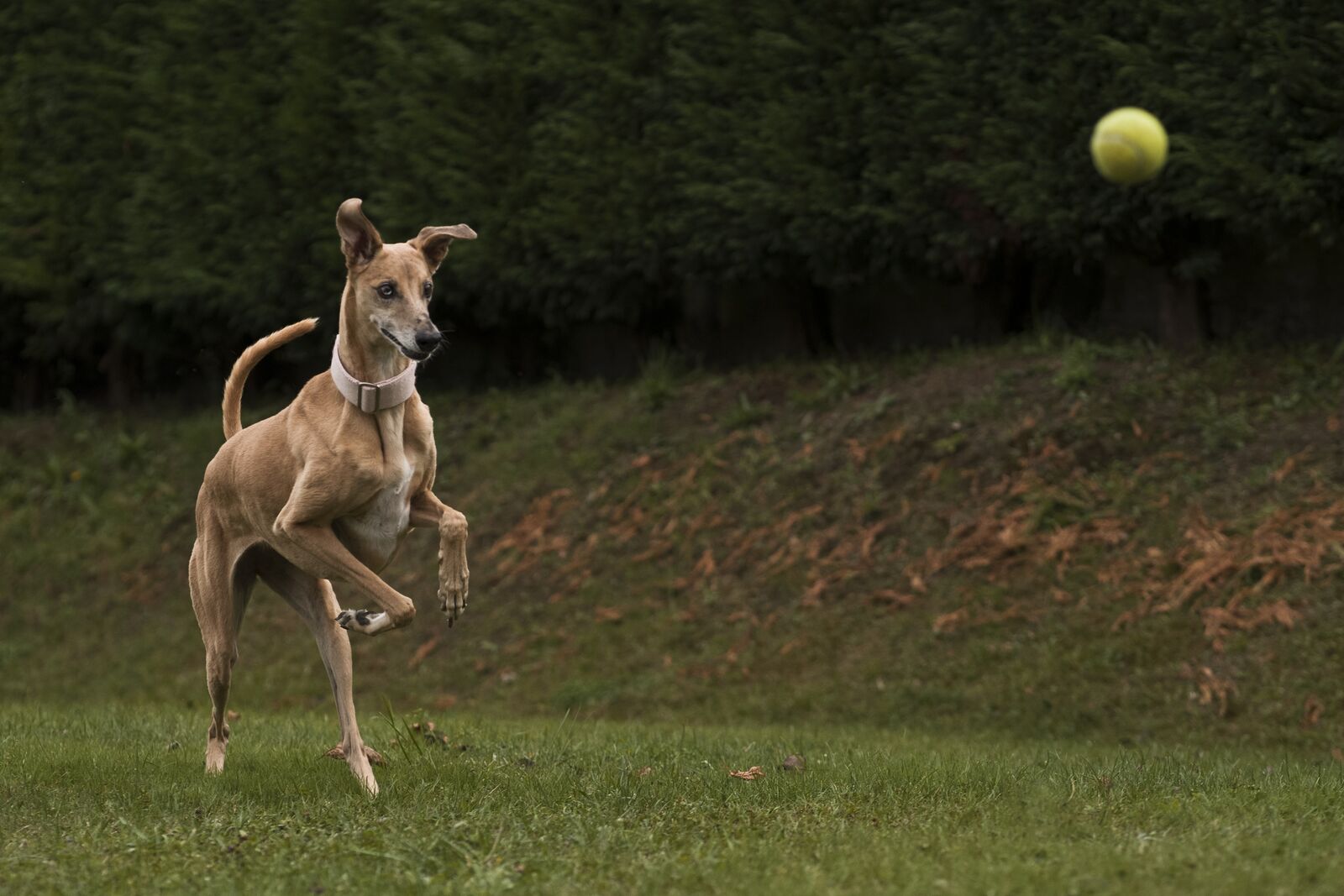 A tan dog mid-leap on a lawn, looking away from a tennis ball in the air behind it